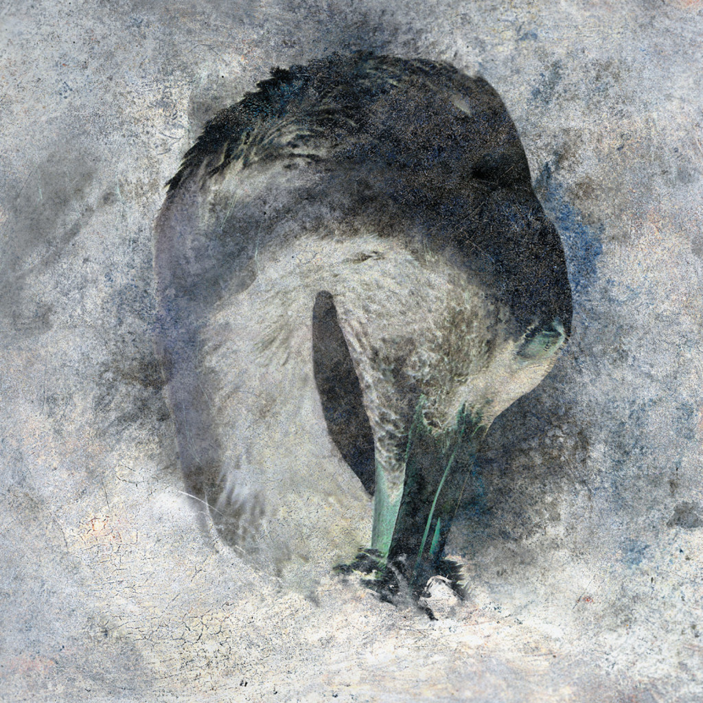 SUMA_ASHES_COVER
